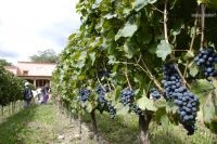 La Fiesta de la Vendimia. Finca Las Nubes, Bodega Mounier, Cafayate, Salta, Argentina