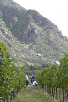 La Fiesta de la Vendimia. Finca Las Nubes, Bodega Mounier, Cafayate, Salta, Argentina