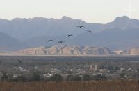 Louros barranqueiros (Cyanoliseus patagonus andinus), Cafayate, Salta, Argentina