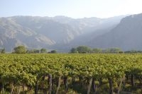 Viñas en los alrededores de la ciudad de Cafayate, provincia de Salta, Argentina