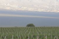 Viñas, Cafayate, Salta, Argentina