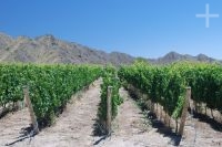 Parras, Cafayate, provincia de Salta, Argentina