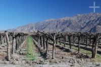 Parras, Cafayate, provincia de Salta, Argentina