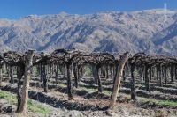 Parras, Cafayate, provincia de Salta, Argentina