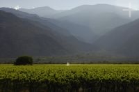 Viñas, Cafayate, Salta, Argentina