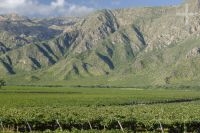 Viñedo en Cafayate, Salta, Argentina