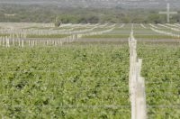 Viñas, Cafayate, Salta, Argentina