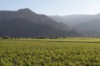 Viñas, Cafayate, Salta, Argentina