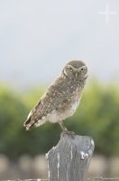 Burrowing owl (Athene cunicularia), Cafayate, Salta, Argentina