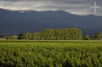 Viñas, Cafayate, Salta, Argentina