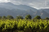 Vines, Cafayate, Salta, Argentina